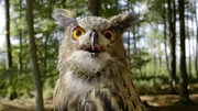 Ein Uhu. Ein Uhu.