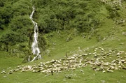 Schafherde im Fagaras Gebirge.