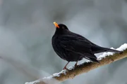Black bird Common blackbird, Turdus merula, sitting on the branch with snow