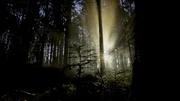 Sonnenaufgang im Nationalpark Bayerischer Wald.