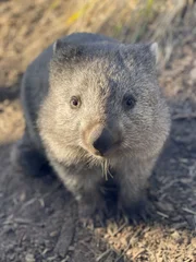 Wombats z&auml;hlen zu den beliebtesten Tieren Tasmaniens.