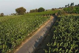 In engen Reihen w&auml;chst der Feigenkaktus Nopal an den H&auml;ngen von Milpa Alta, dem s&uuml;dlichsten Bezirk von Mexiko-Stadt.