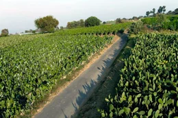 In engen Reihen w&auml;chst der Feigenkaktus Nopal an den H&auml;ngen von Milpa Alta, dem s&uuml;dlichsten Bezirk von Mexiko-Stadt.