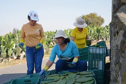 Nopal &ndash; Der Allesk&ouml;nner aus Mexiko In der Frauenkooperative werden die Kaktusbl&auml;tter sortiert.  Copyright: SRF/MedienKontor/Joanna Michna