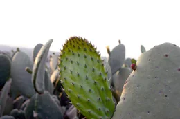 Besonders viel Nopal w&auml;chst in Mexiko im Hauptanbaugebiet Milpa Alta, dem s&uuml;dlichsten Bezirk von Mexiko-Stadt.