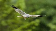 Die Kornweihe z&auml;hlt zu den seltensten und am st&auml;rksten gef&auml;hrdeten Vogelarten Irlands.