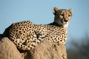 Geparden &uuml;berblicken gern ihr Revier von einem Termitenh&uuml;gel aus.