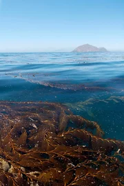 Vor der kalifornischen K&uuml;ste treiben gro&szlig;e Riesentang-Inseln an der Wasseroberfl&auml;che. Mondfische suchen die Kelpinseln auf, um sich dort von anderen Fischen putzen zu lassen.