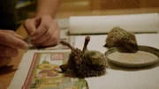 Gerettete Igel-Waisen.