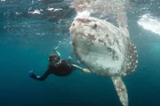 Neben einem riesigen Mondfisch zu tauchen, ist ein einzigartiges Erlebnis. Meeresbiologin Tierney Thys ist weltweit die Einzige, die ausschlie&szlig;lich an Molas - wie die Mondfische auch genannt werden - forscht.