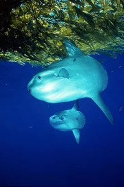 Unbekannte Riesen: Die bis zu drei Meter gro&szlig;en Mondfische kommen in fast allen Weltmeeren vor - und doch wei&szlig; man so gut wie nichts &uuml;ber sie.