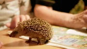 Ein Igel-Junges wird aufgep&auml;ppelt.
