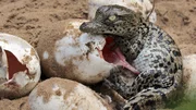 Das kleine Nilkrokodil ist gerade erst geschl&uuml;pft. Weitere Fotos erhalten Sie auf Anfrage.