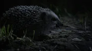 Igel beim Nachtmahl