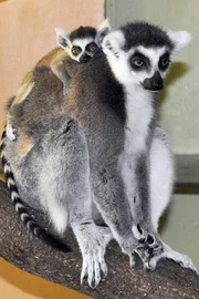 Ein Katta mit Kind im Jaderpark.