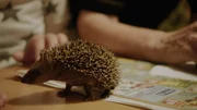 Ein Igel-Junges wird aufgep&auml;ppelt.