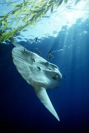 Reinlich: Mondfische kommen an die Meeresoberfl&auml;che, und lassen sich von Putzerfischen l&auml;stige Parasiten von der Schuppenhaut sammeln.