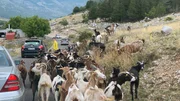 Auf der einzigen Asphaltstra&szlig;e Richtung Berge wird es manchmal eng.