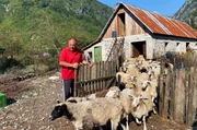 Viele Albaner in den Bergen halten eigene Schafe.
