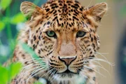 Der chinesische Leopard hei&szlig;t Julius.