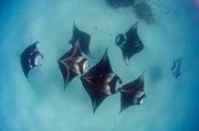 Die gro&szlig;en M&auml;uler der Mantarochen sind perfekt, um Plankton aufzunehmen.