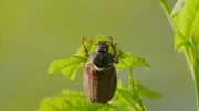 Ein Maik&auml;fer frisst Bl&auml;tter an einem Ahornbaum. Es ist der sogenannte &bdquo;Reifungsfra&szlig;&ldquo;. Danach wird er sich paaren und sterben.