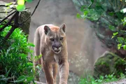 Puma im Zoo am Meer Bremerhaven