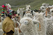 Die Alpakas mit ihrer warmen Wolle sind die wichtigsten Tiere der Hochlandbewohner. Sie sichern ihnen das &Uuml;berleben.