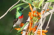 Der Miombonektarvogel z&auml;hlt zu den wichtigsten Best&auml;ubern vieler Fynbos-Pflanzen.