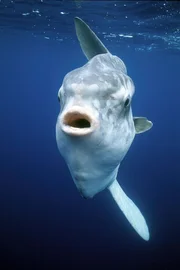 Der Mondfisch ist der gr&ouml;&szlig;te und nahezu einzige Quallenfresser der Meere.