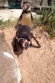 ARD/RB SEEHUND, PUMA & CO, FOLGE 149. Hunboldtpinguine br&uuml;ten im Zoo am Meer Bremerhaven.