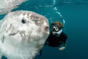 Der Mondfisch ist der gr&ouml;&szlig;te Knochenfisch der Erde - seine Form ein R&auml;tsel der Natur. Meeresbiologin Tierney Thys ist auch nach vielen Jahren noch immer von ihrem "Forschungsobjekt" begeistert.