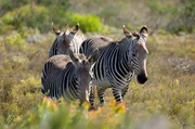 Zebras suchen im kargen Fynbos nach Fressbarem.