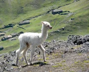 Babyalpakas m&uuml;ssen bald nach der Geburt laufen lernen. Denn im Alpakarevier leben Pumas und der Andenfuchs.
