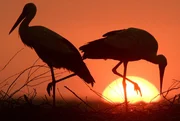 Zwei St&ouml;rche stehen bei Sonnenuntergang im wei&szlig;russischen Dorf Ptich, etwa 15 km (9,3 Meilen) westlich von Minsk, auf ihrem Nest, 20. Mai 2007.