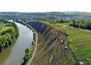 Weinanbau entlang des Neckars bei Besigheim.