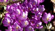 Krokusblumen.