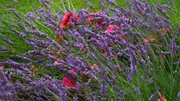 Lavendel.