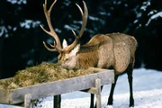 Rotwildf&uuml;tterung mit Hirsch.