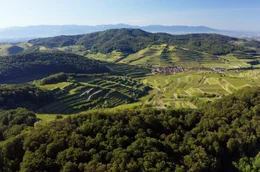 PHOENIX WILDES DEUTSCHLAND, "Der Kaiserstuhl - In die Hitze des Oberrheins", am Freitag (25.04.25) um 21:00 Uhr. Auf dem Hauptkamm w&auml;chst Wald, in tieferen Lagen ist der alte Vulkan von Weinbergen gepr&auml;gt. r.de