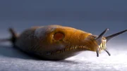 Nacktschnecke Makroaufnahme.