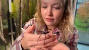 Die goldene Radnetzspinne ist h&uuml;bsch, aber bei uns nicht heimisch.