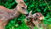 Universum: "Kitz & Co - Die Kunst des Verschwindens", Warum hat ein Rehkitz wei&szlig;e Flecken - und warum verschwinden sie, wenn es &auml;lter wird? Wieso sind Frischlinge gestreift und erwachsene Wildschweine nicht? Es sind ausgefeilte Tarnstrategien, die Kitz & Co das &Uuml;berleben in der Natur sichern sollen. Universum-Regisseur Kurt M&uuml;ndl begleitet das Heranwachsen eines Rehkitzes und zeigt, wie Tierkinder das Versteckspiel im Wald meisterlich beherrschen.Im Bild: Rehmutter und Kitz.  SENDUNG: ORF2 - SO - 31.12.2017 - 17:05 UHR. - Veroeffentlichung fuer Pressezwecke honorarfrei ausschliesslich im Zusammenhang mit oben genannter Sendung oder Veranstaltung des ORF bei Urhebernennung.  Foto: ORF/Kurt M&uuml;ndl Film/Franz Cee.  Anderweitige Verwendung honorarpflichtig und nur nach schriftlicher Genehmigung der ORF-Fotoredaktion.  Copyright: ORF, Wuerzburggasse 30, A-1136 Wien, Tel. +43-(0)1-87878-13606