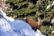 Hirsch auf Schneehang.