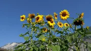 Sonnenblumen.