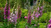 Fingerhut im Garten.