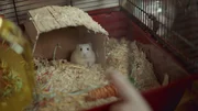 Ein Hamster braucht st&auml;ndig Bewegung!