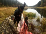 Charlie Wright (L) and his son Bob Wright (R) begin quartering their fresh kill so that it will be easier to transport back to Tanana.