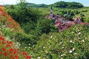 Der Kaiserstuhl z&auml;hlt zu den sonnigsten und hei&szlig;esten Gegenden Deutschlands.