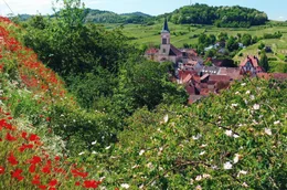 Der Kaiserstuhl z&auml;hlt zu den sonnigsten und hei&szlig;esten Gegenden Deutschlands.